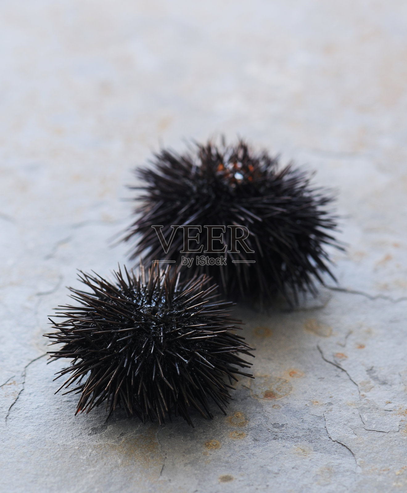 海胆照片摄影图片