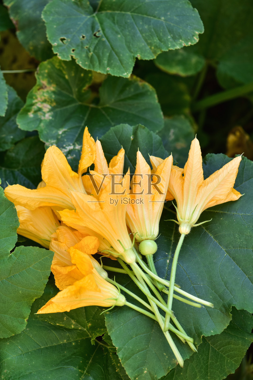 南瓜花照片摄影图片