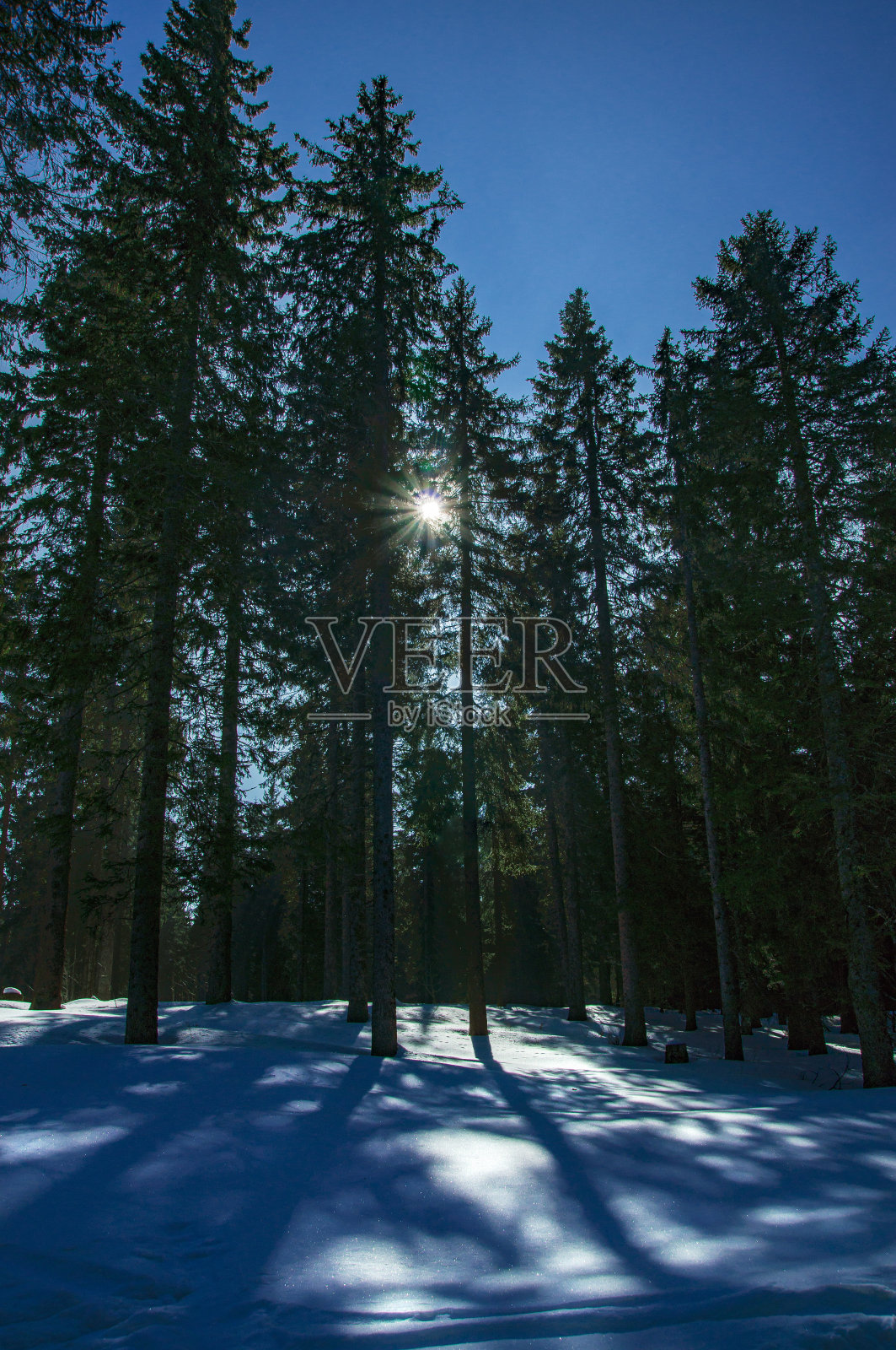 阳光穿过树木照在雪景上。照片摄影图片