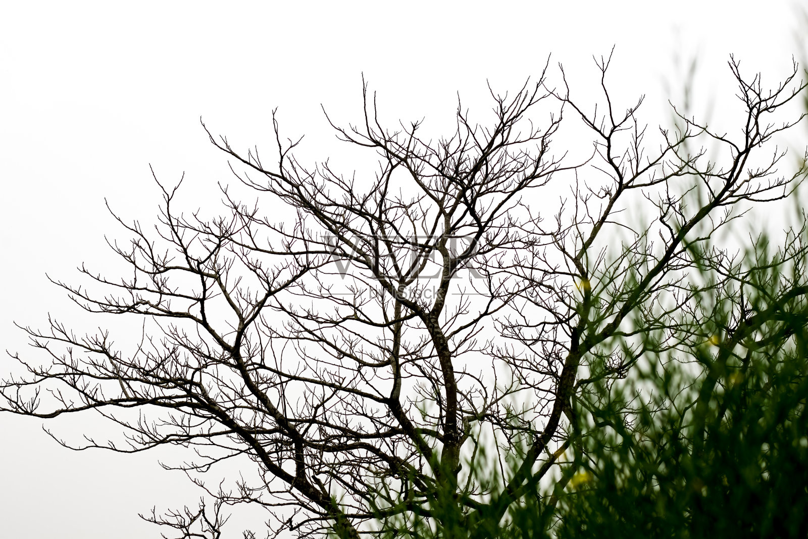 傍晚，雾蒙蒙的天空下，一棵枯死的树，枯枝凋零照片摄影图片