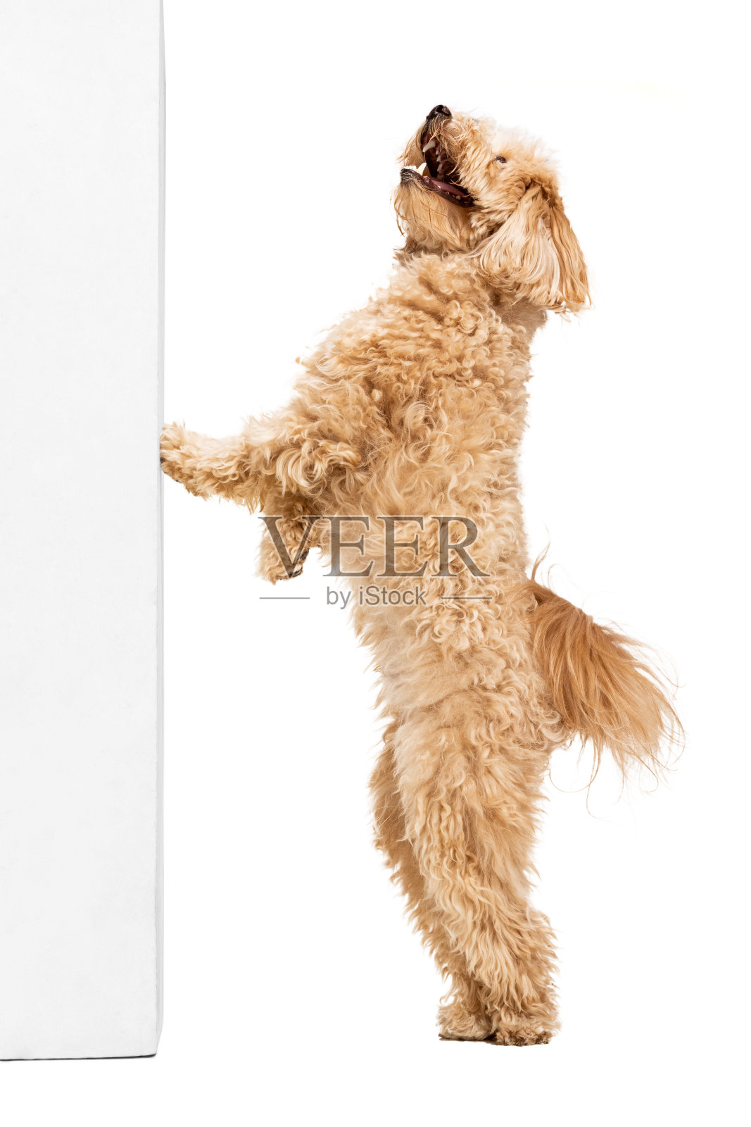 工作室拍摄的狗，maltipoo金色摆孤立在白色背景。概念美，繁殖，宠物，动物生活。照片摄影图片