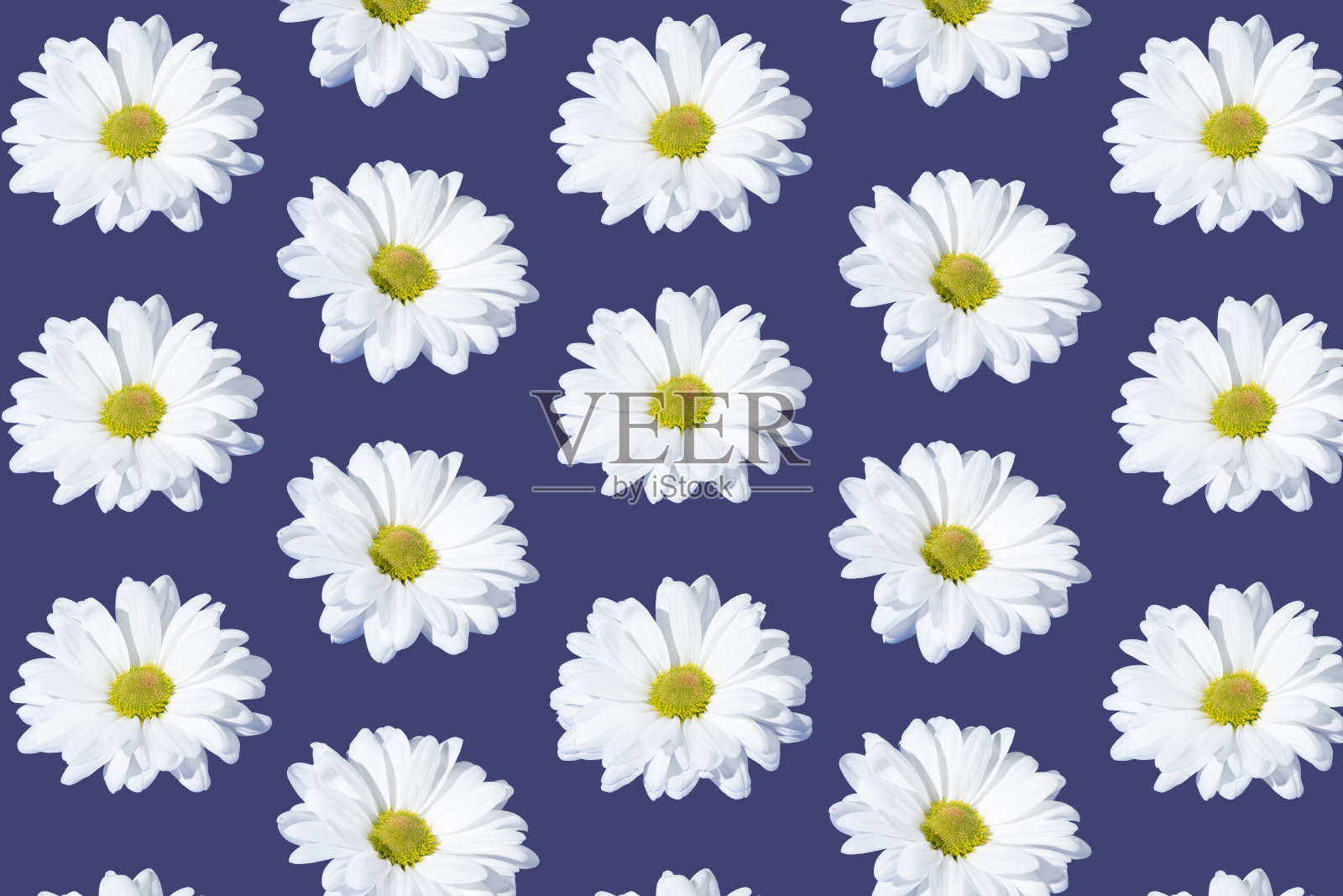 创意图案由雏菊孤立在紫色背景上照片摄影图片