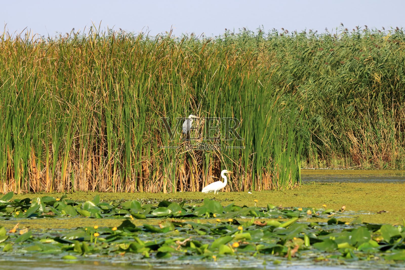 罗马尼亚多瑙河三角洲美丽的白鹭照片摄影图片
