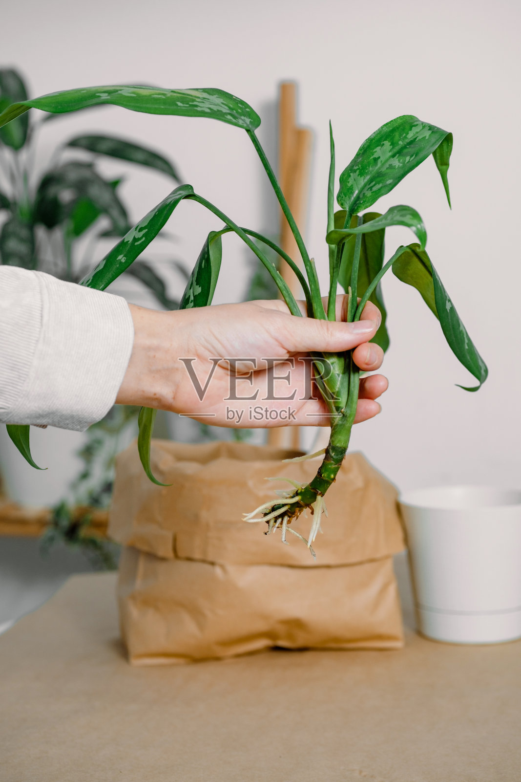 一只手拿着发芽的禾兰插枝准备盆栽。盆栽禾兰插枝幼苗。在水中扦插自家植物的繁殖。照片摄影图片