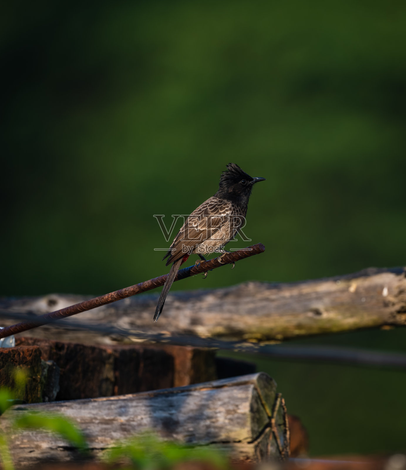 红色斑鸠(Pycnonotus cafer)坐在绿色。照片摄影图片