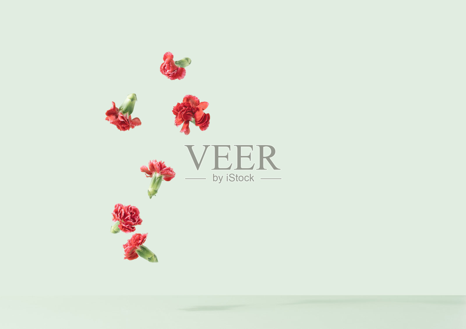 红色的石竹花滴在浅绿色的背景上。照片摄影图片