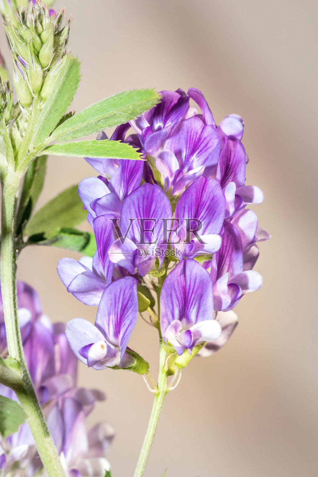 紫花苜蓿(Medicago Sativa)南非开普敦，春天的紫色苜蓿花照片摄影图片