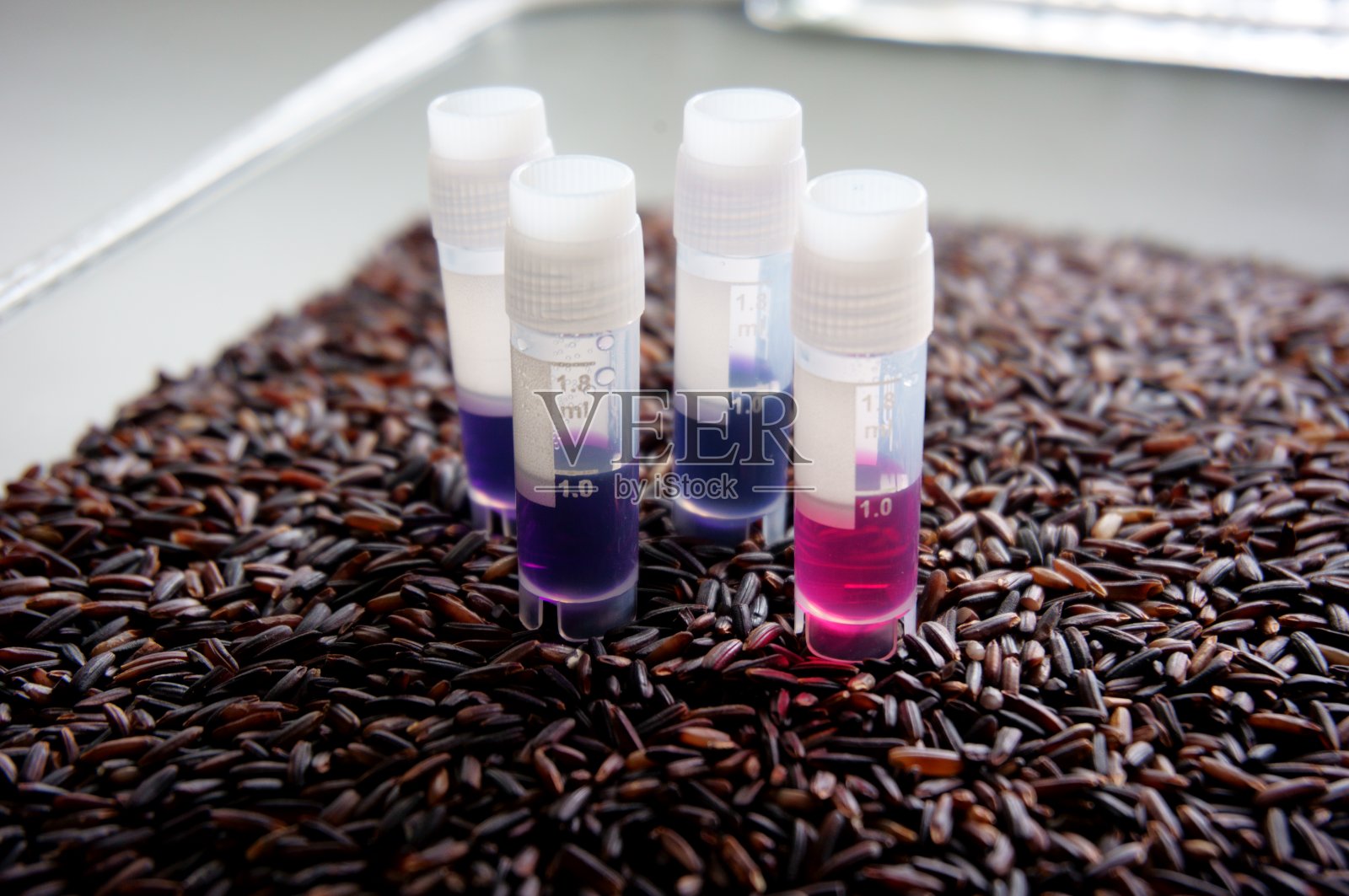 紫黑米与花青素提取物管。照片摄影图片