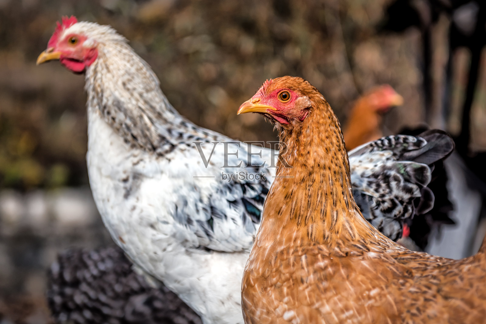 活鸡肖像照片摄影图片