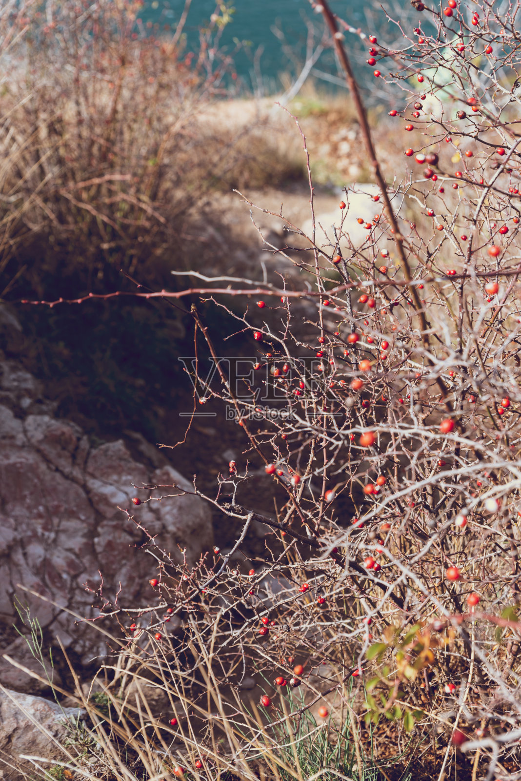 一种光秃秃的山茱萸，有几个成熟的红色浆果照片摄影图片