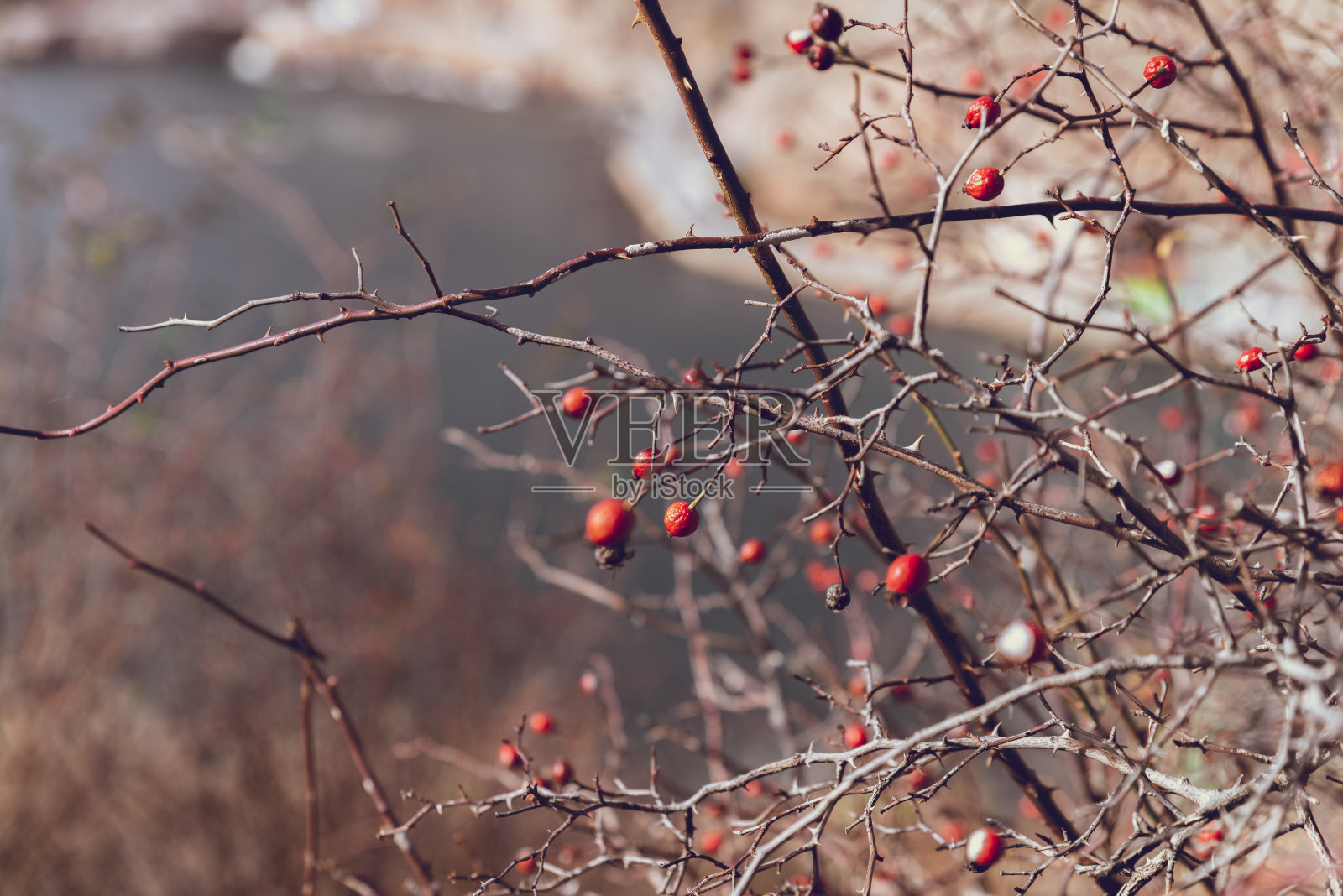 一种光秃秃的山茱萸，有几个成熟的红色浆果照片摄影图片