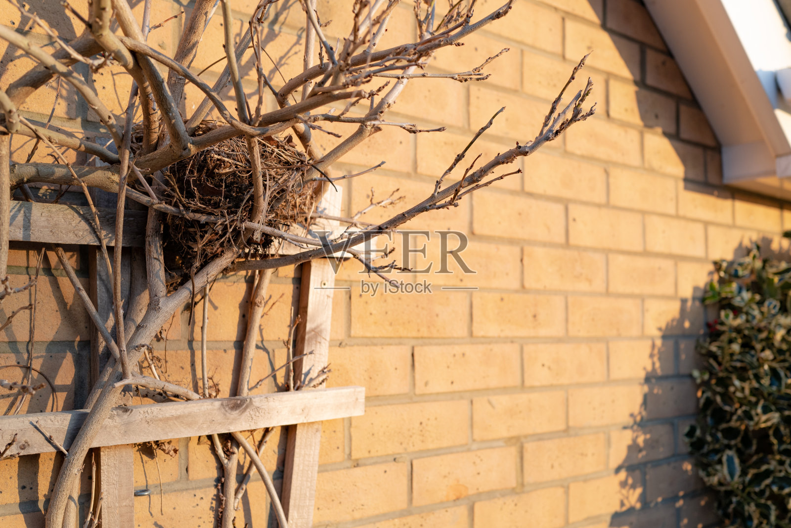一个早春的傍晚，在一所房子旁边的灌木丛上，看到了上个季节的鸟巢。照片摄影图片