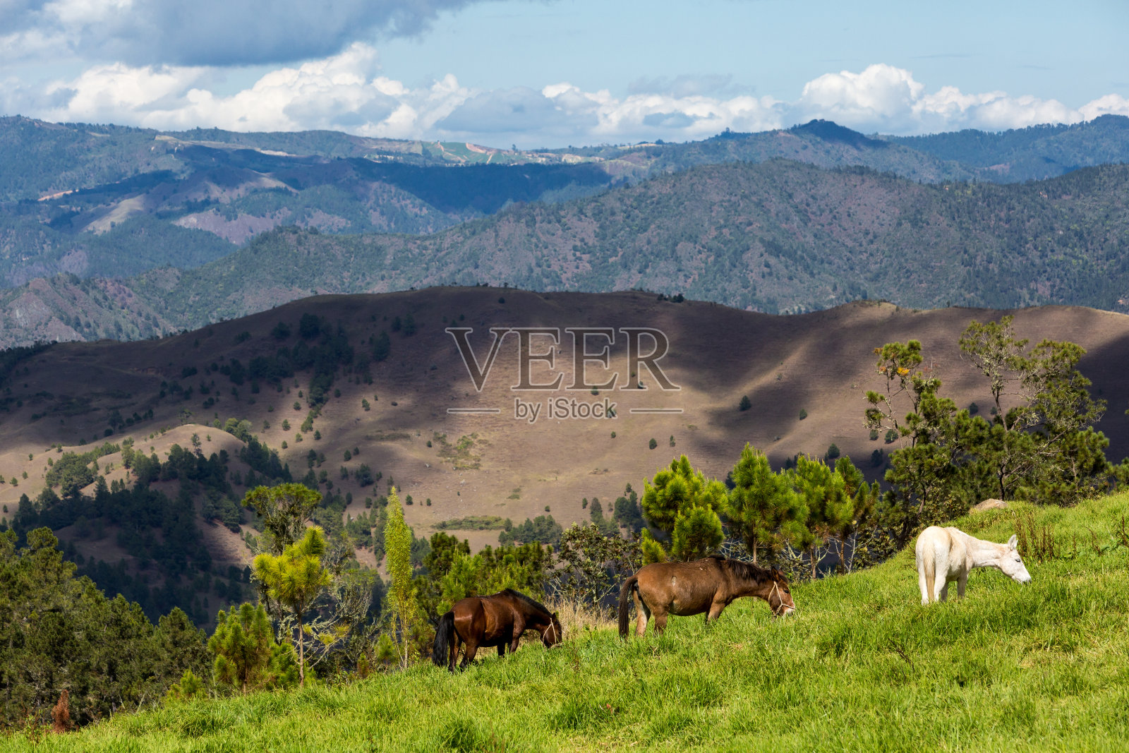 在多米尼加共和国的一个长满草的山坡上，马高高地在加勒比山脉上。照片摄影图片