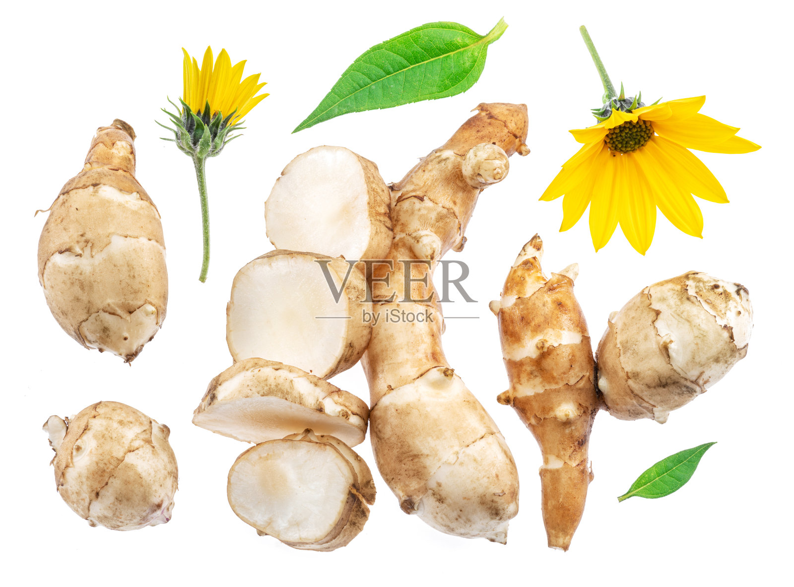 菊芋的根，叶和花孤立在白色背景上。照片摄影图片