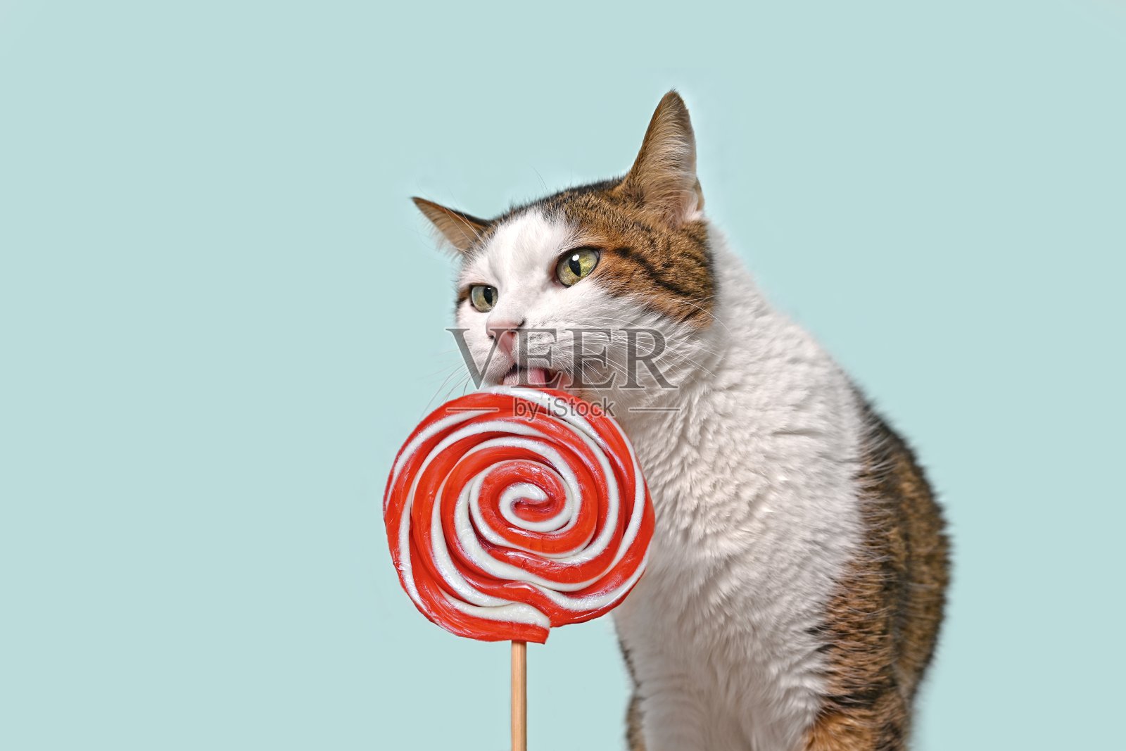 有趣的虎斑猫在绿色的背景上舔着红色的棒棒糖。带有复制空间的水平图像。照片摄影图片