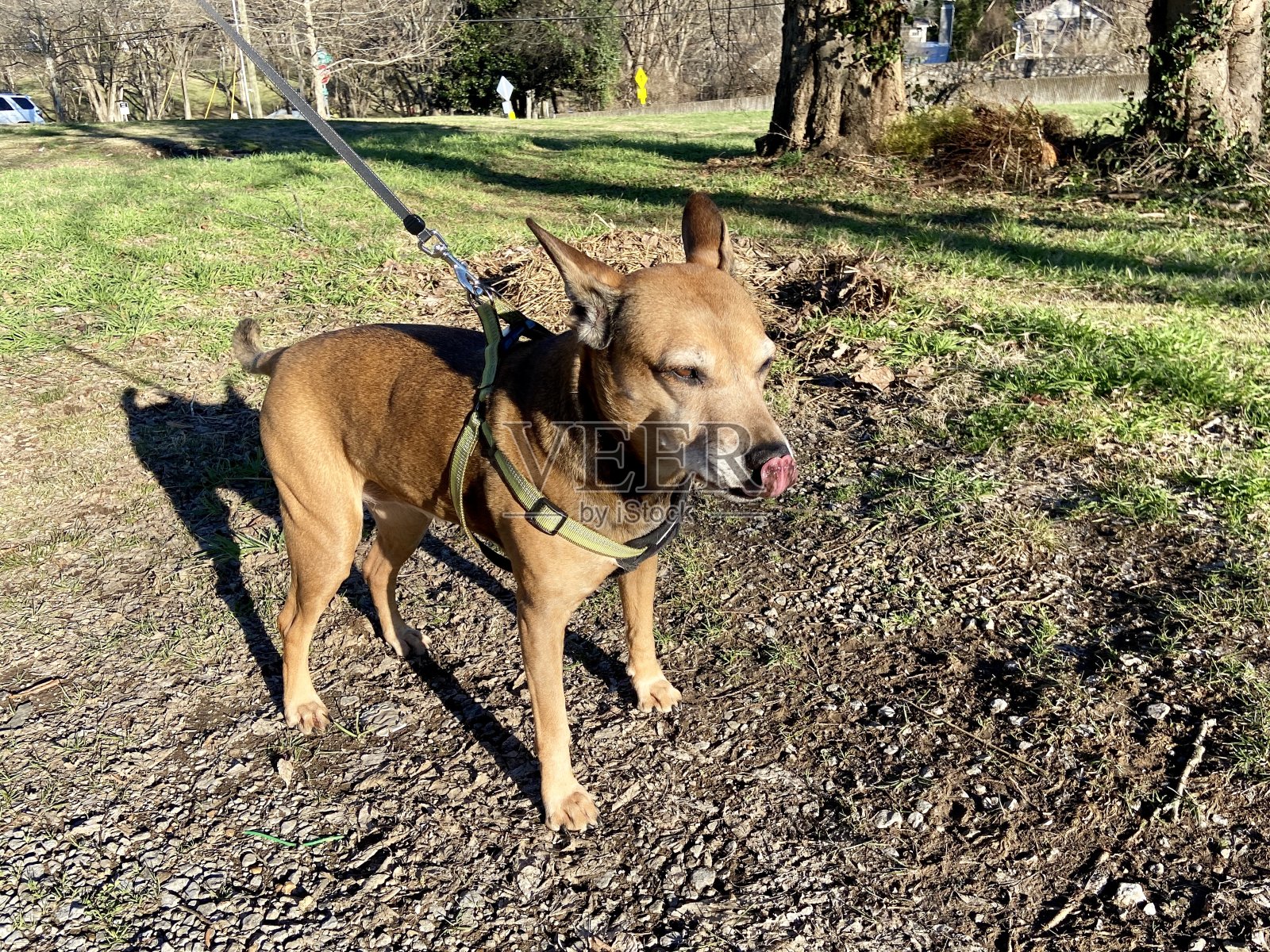 快乐的狗在散步照片摄影图片