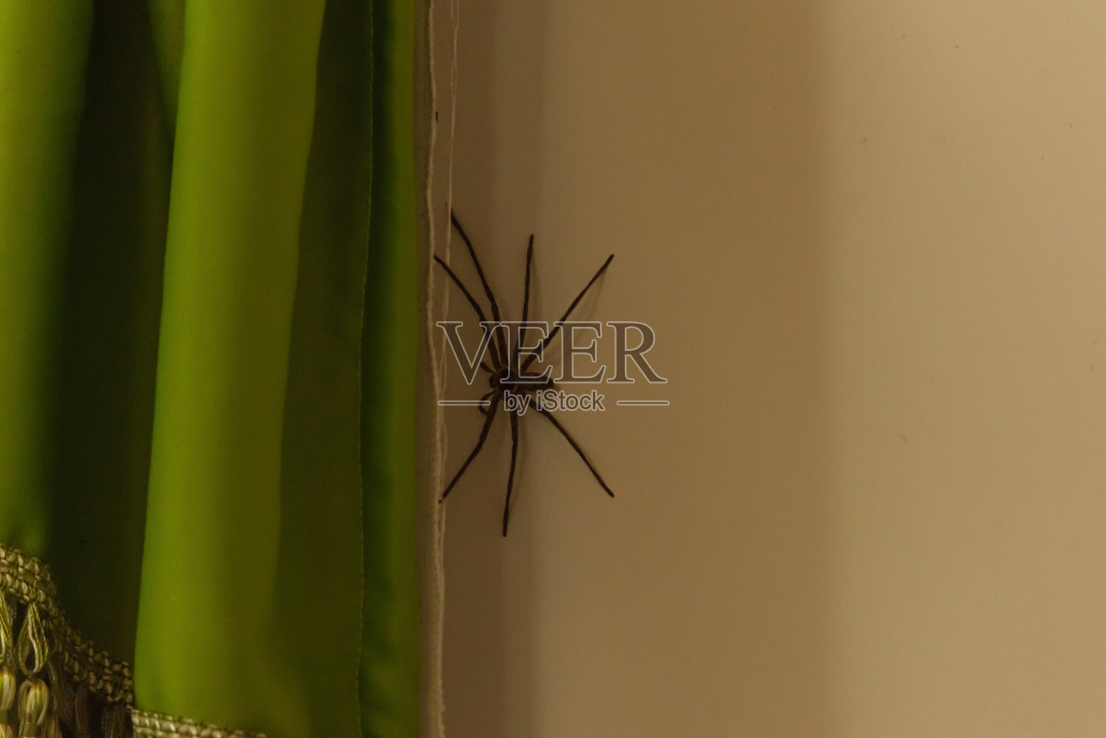 斯里兰卡墙上的蜘蛛照片摄影图片