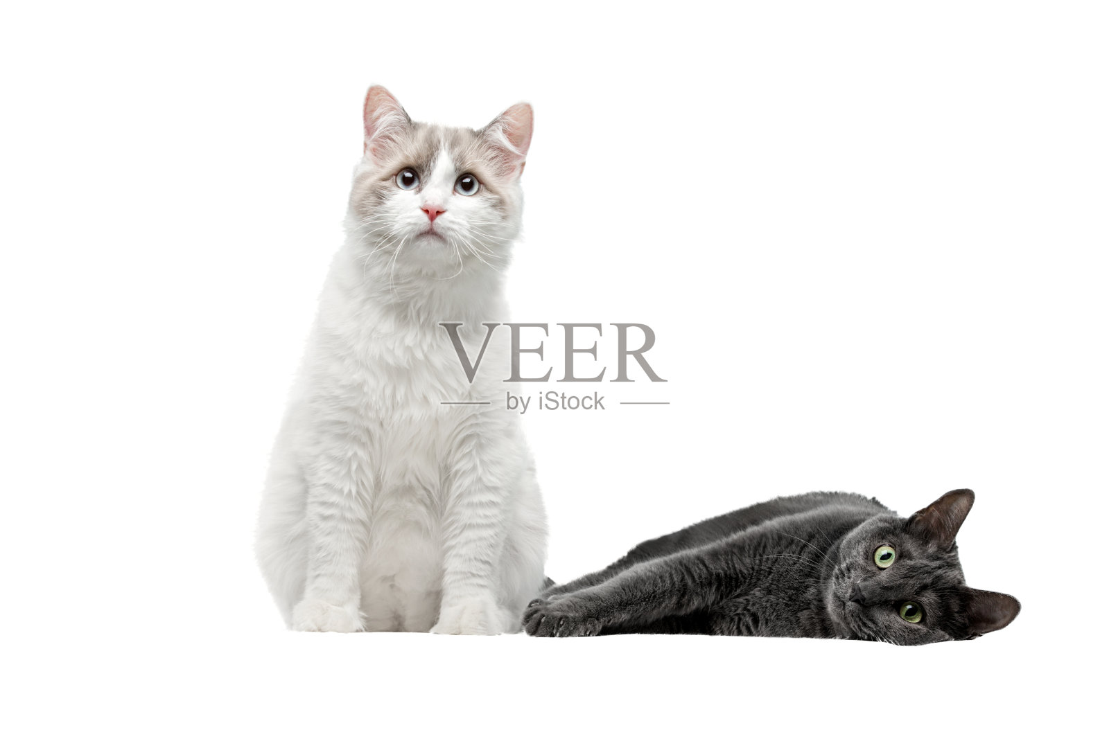 两只猫，暗的和亮的。照片摄影图片