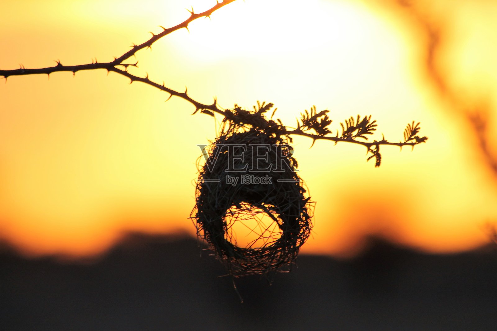 遗弃黄昏织女的巢照片摄影图片