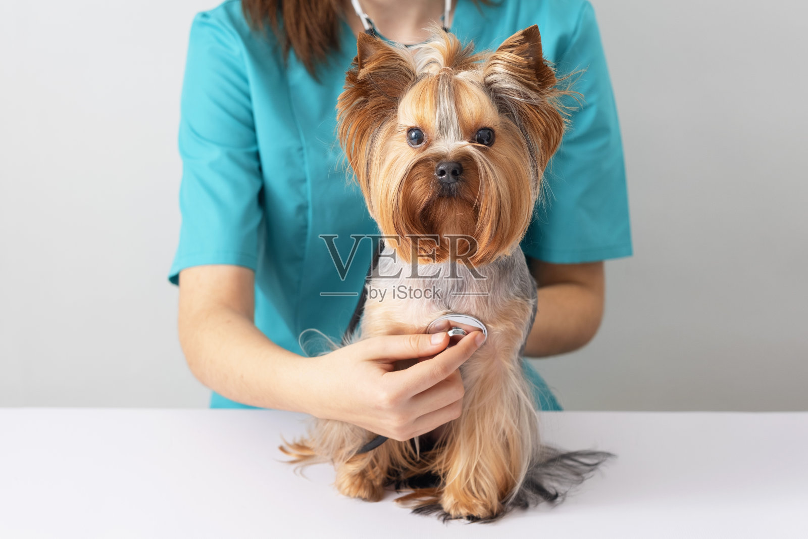 一只约克郡小猎犬在兽医的预约。照顾宠物的理念。照片摄影图片