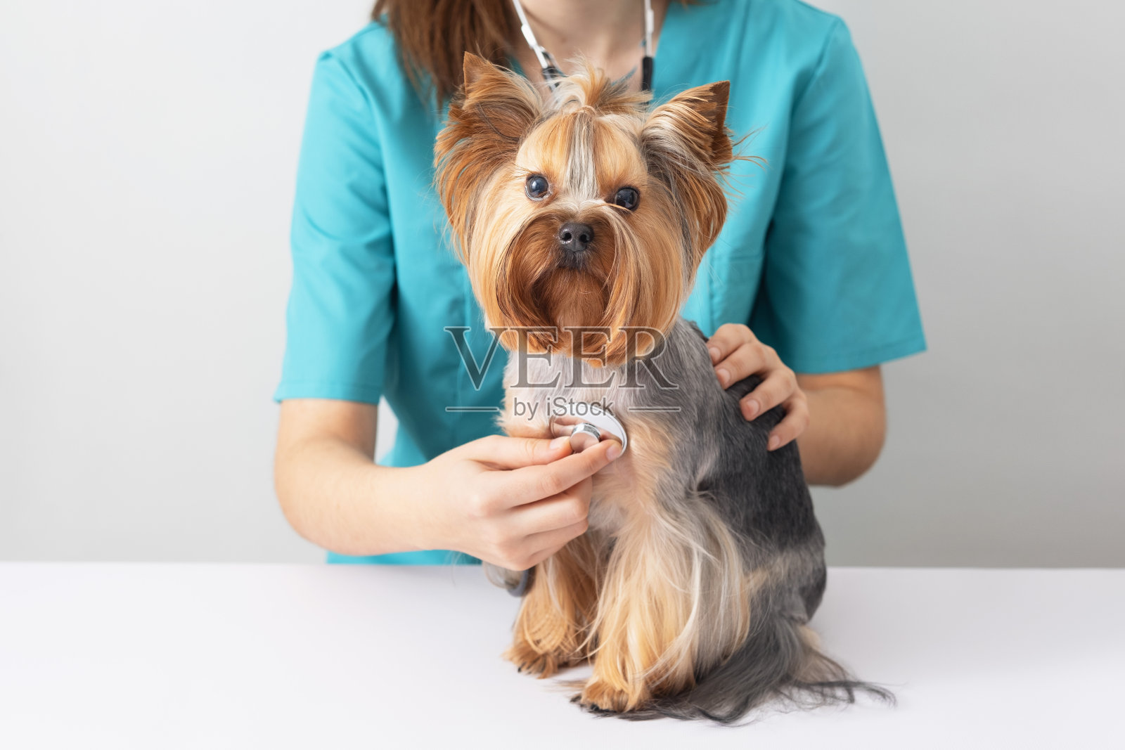 一只约克郡小猎犬在兽医的预约。照顾宠物的理念。照片摄影图片