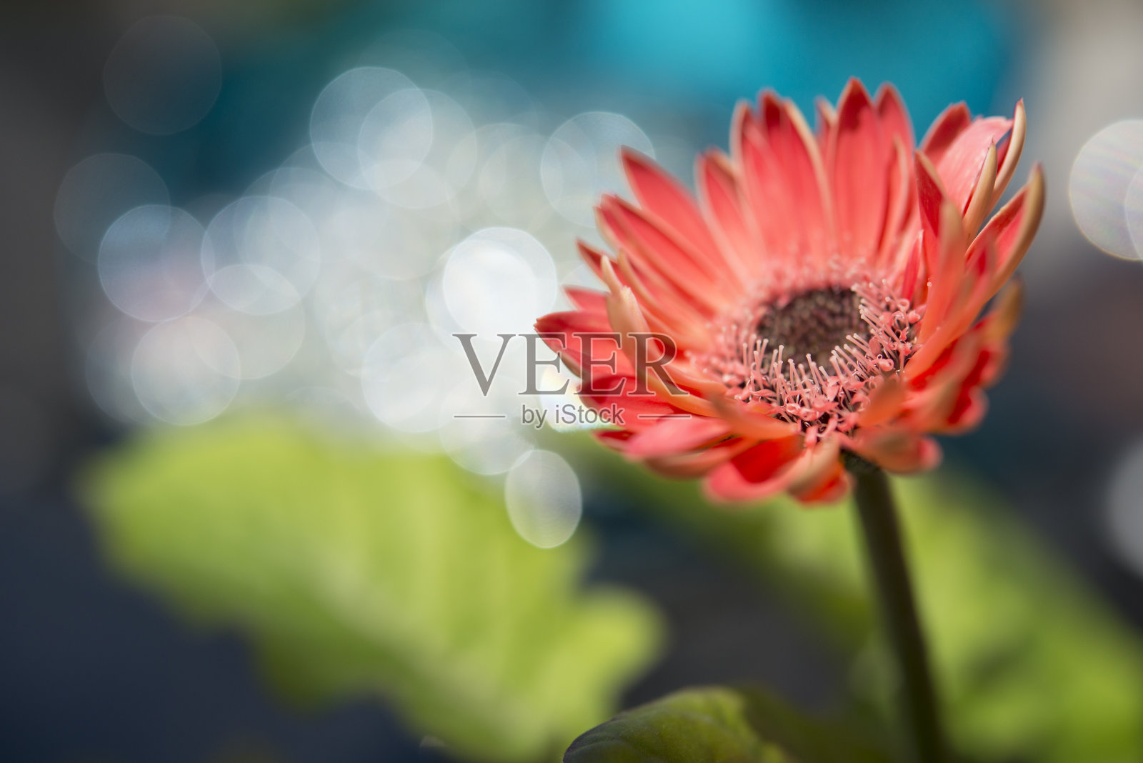 微小的雄蕊照片摄影图片