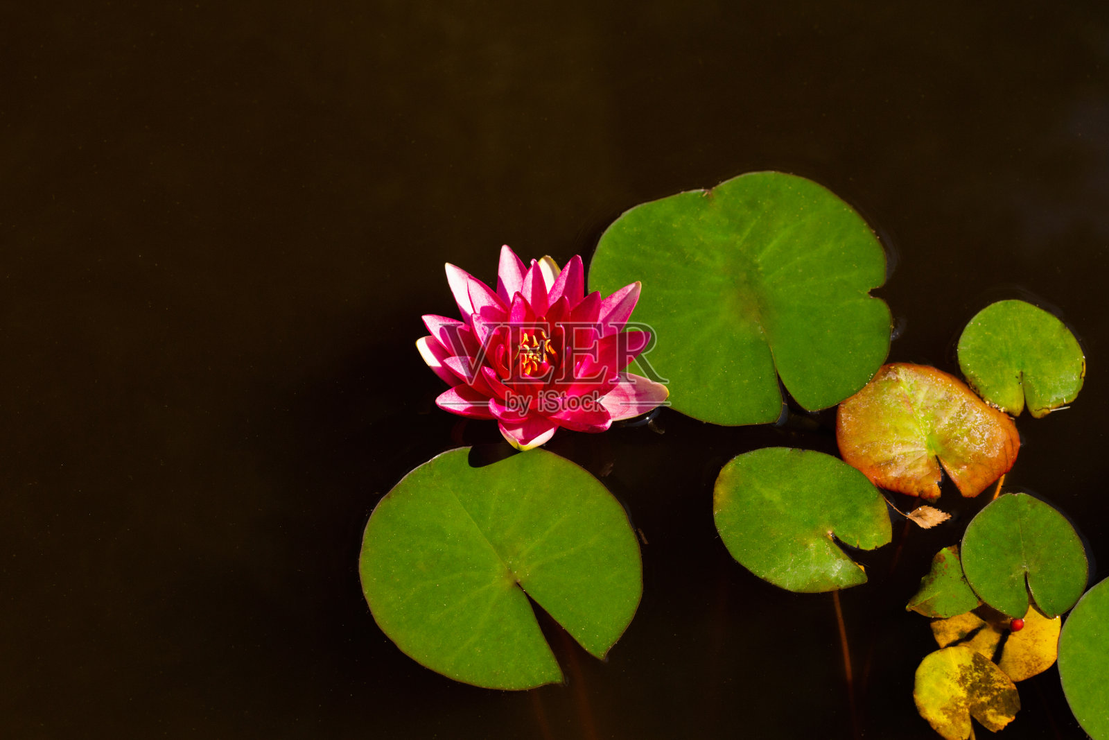 粉红色的红色睡莲花。一个阳光明媚的照片与自由空白的文本复制空间。用于贺卡、海报、网站装饰等。照片摄影图片