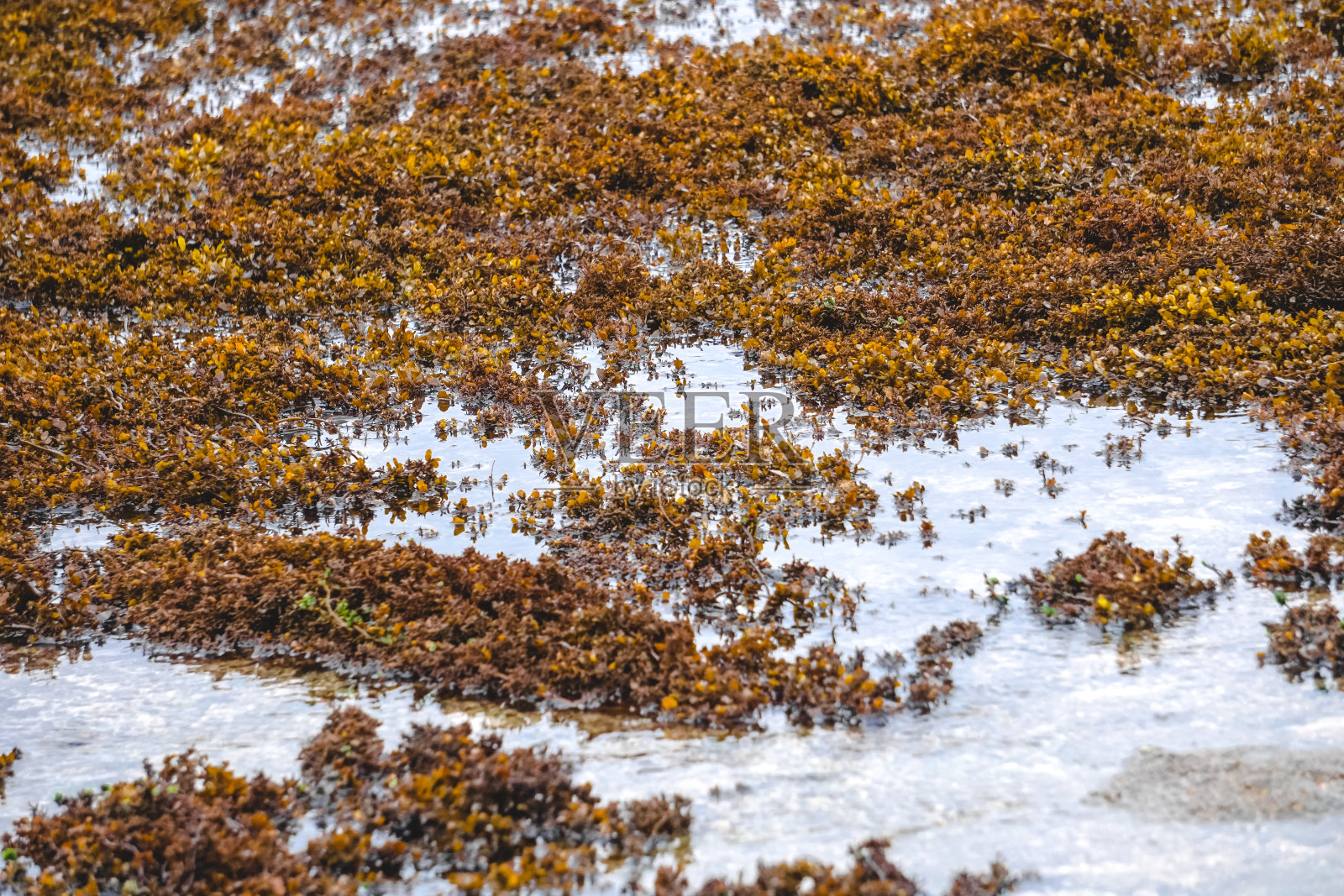 退潮时海滩上的马尾藻植物照片摄影图片