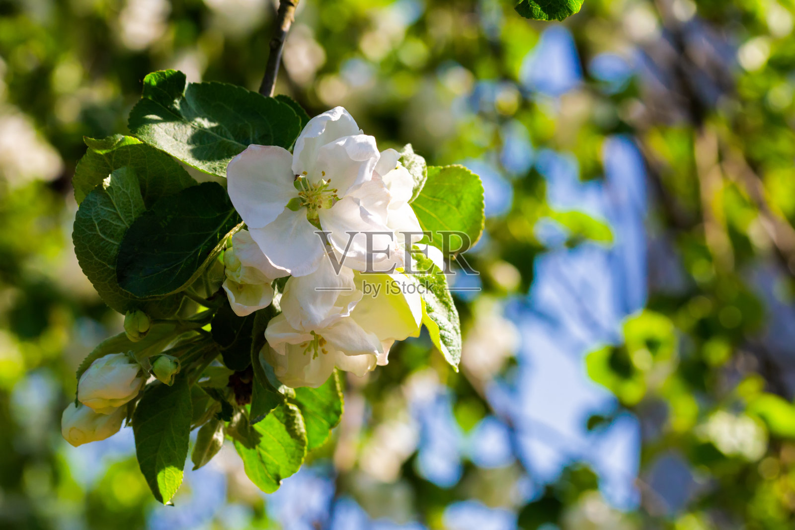 白色的苹果树开满了花，蔚蓝的天空。一个阳光明亮的近距离浅深度的视野照片与文本的自由空白复制空间。用于贺卡、海报、网站装饰等。照片摄影图片