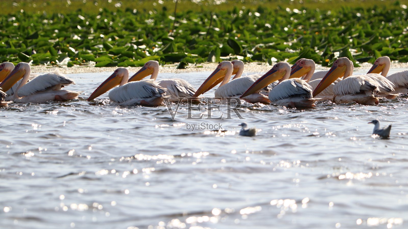 鹈鹕照片摄影图片