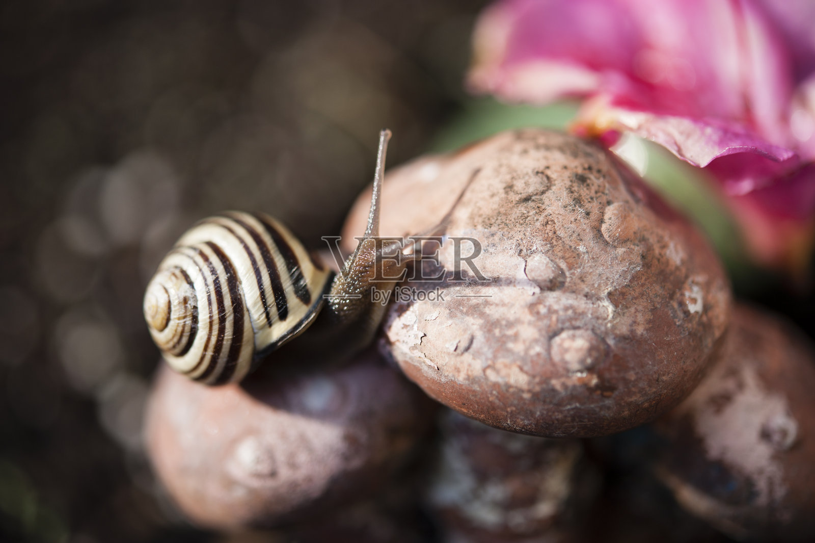 蜗牛先生的好一面照片摄影图片