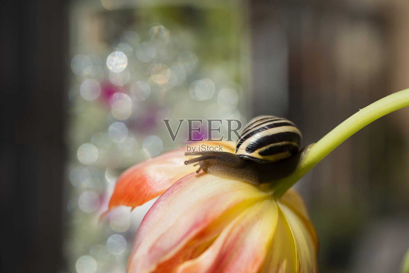 Day淋病照片摄影图片