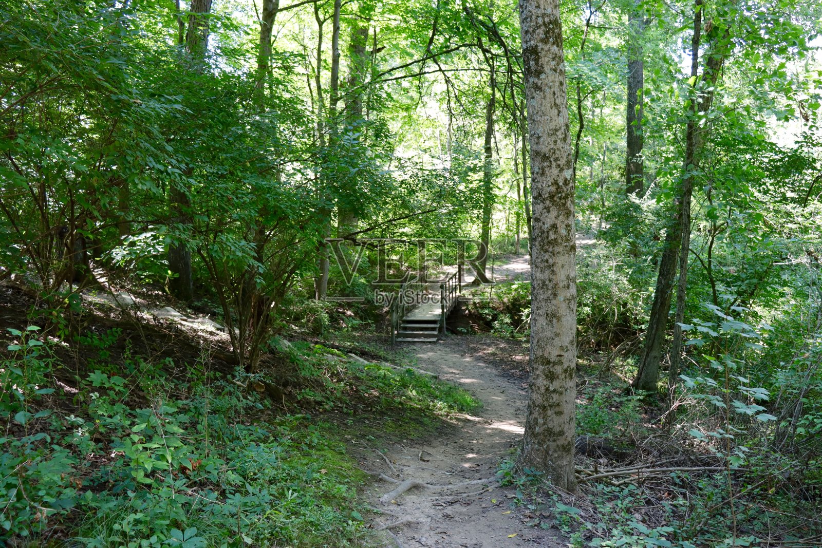 从山上看桥照片摄影图片