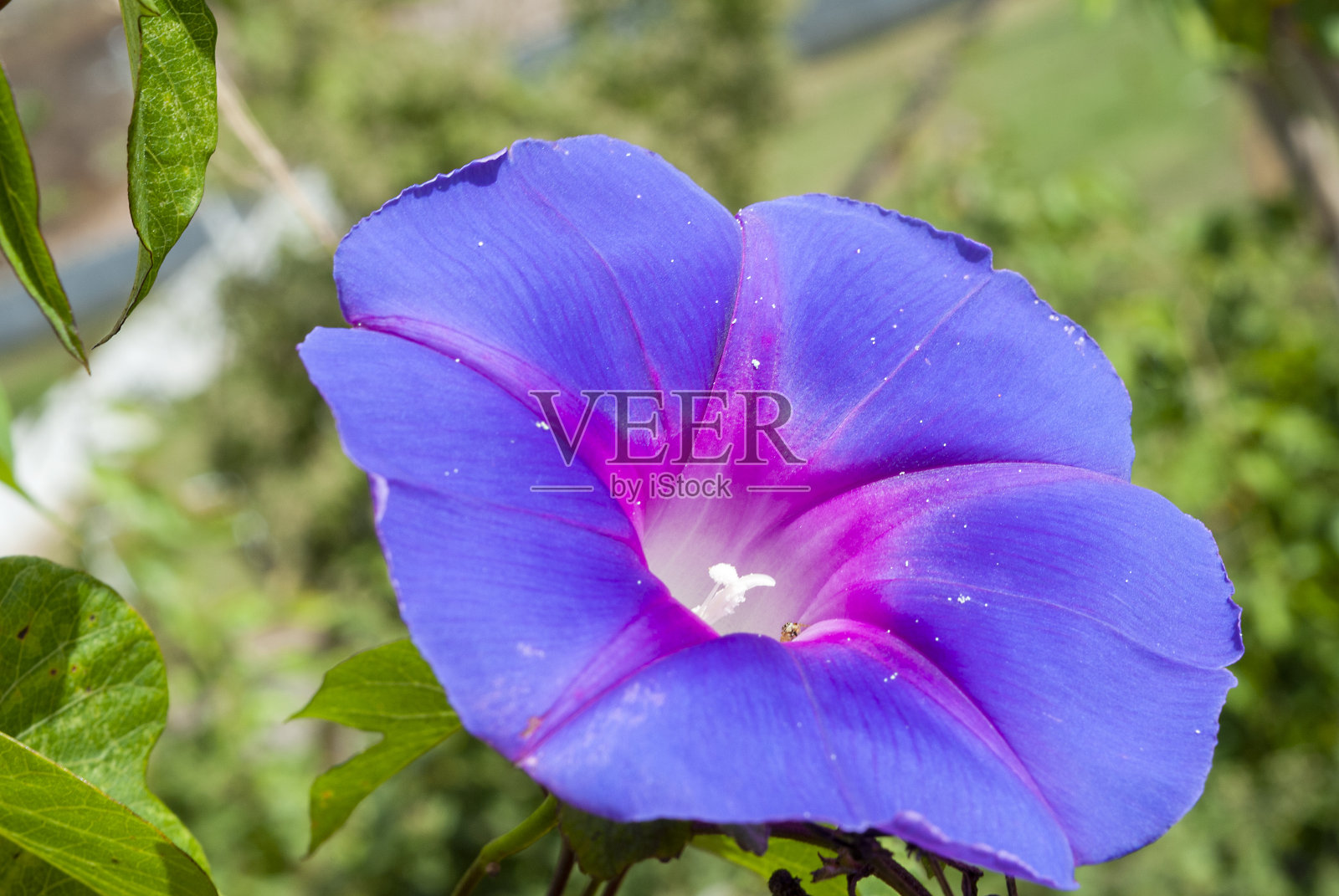 野生藤蔓季节户外花在危地马拉的乡村，中美洲，Quiebra杯，Ipomoea purpurea。照片摄影图片