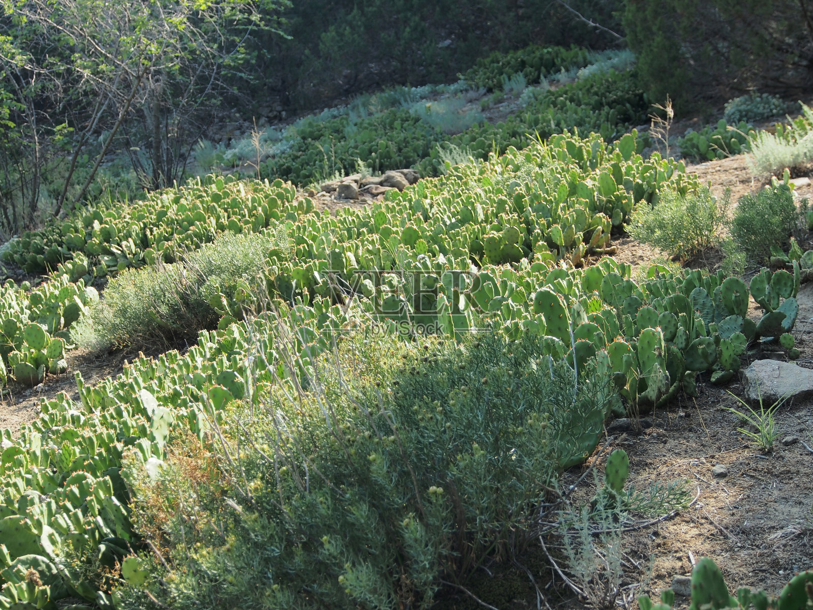 野生动物多样性的概念。照片摄影图片