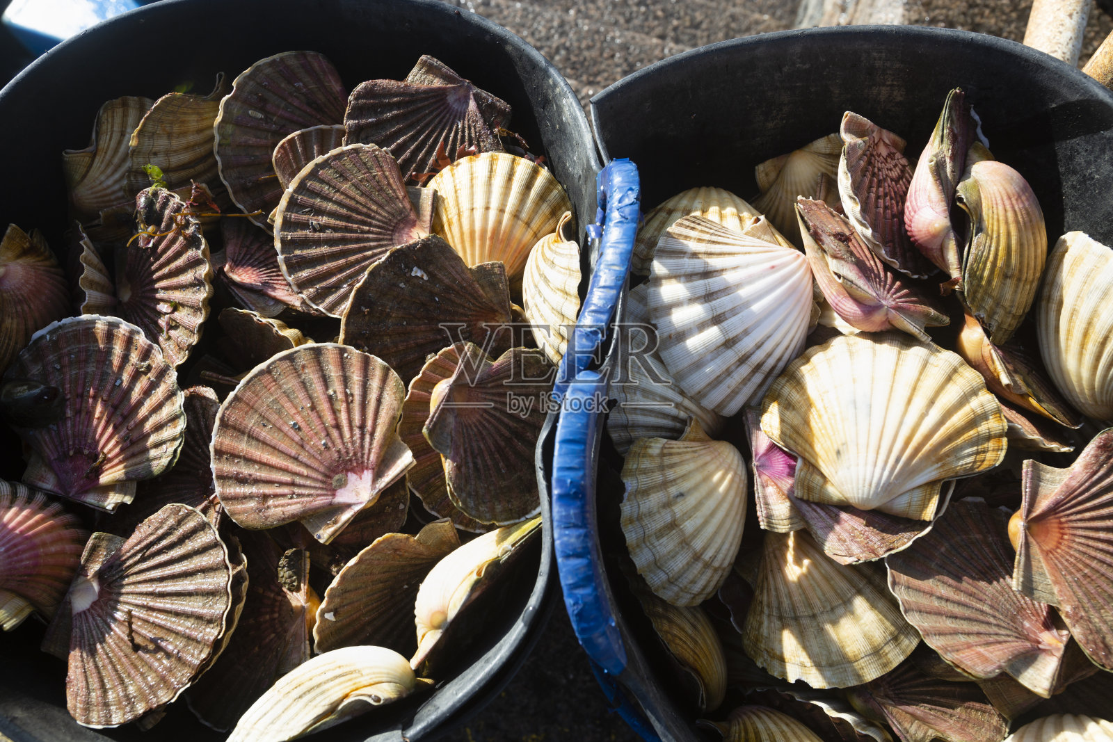 满桶的新鲜扇贝照片摄影图片
