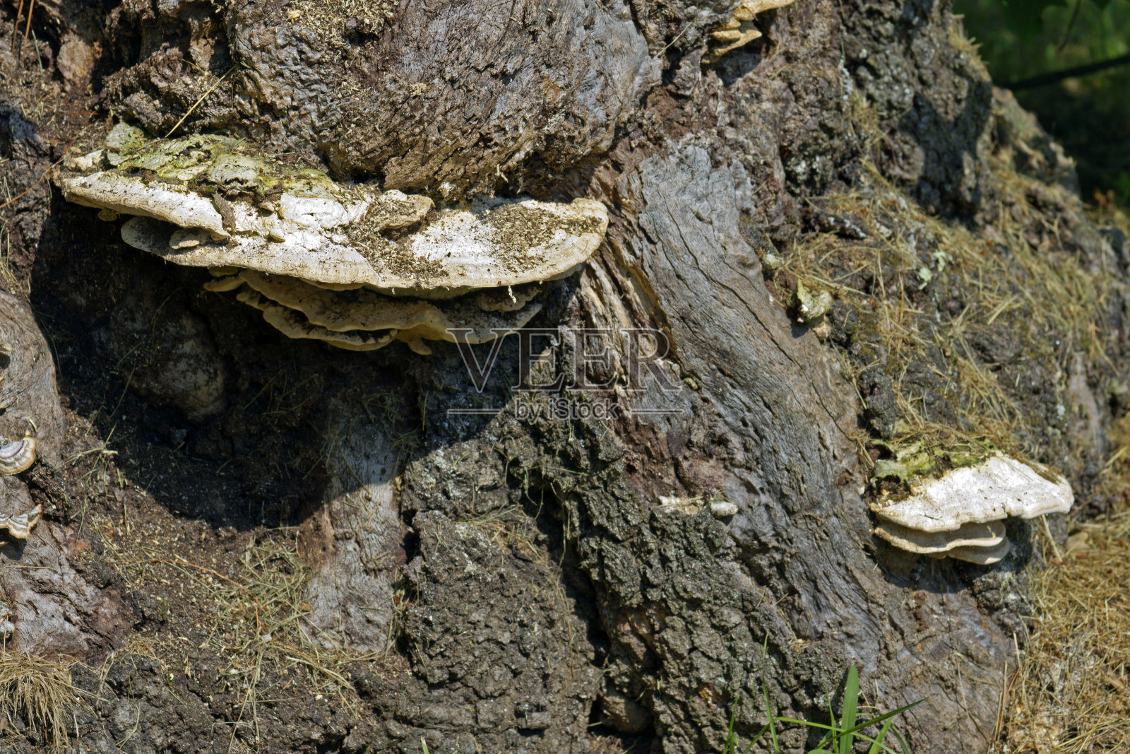 老树干上生长的木蹄层孔菌照片摄影图片