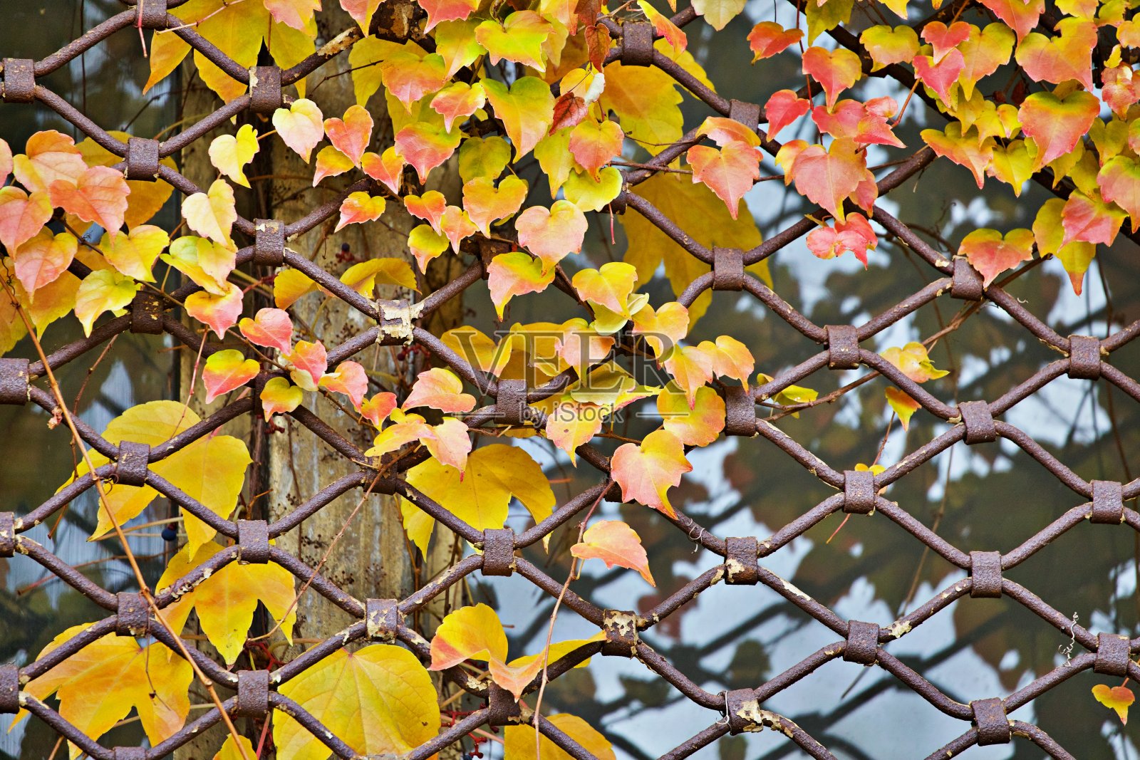 秋天的落叶照片摄影图片