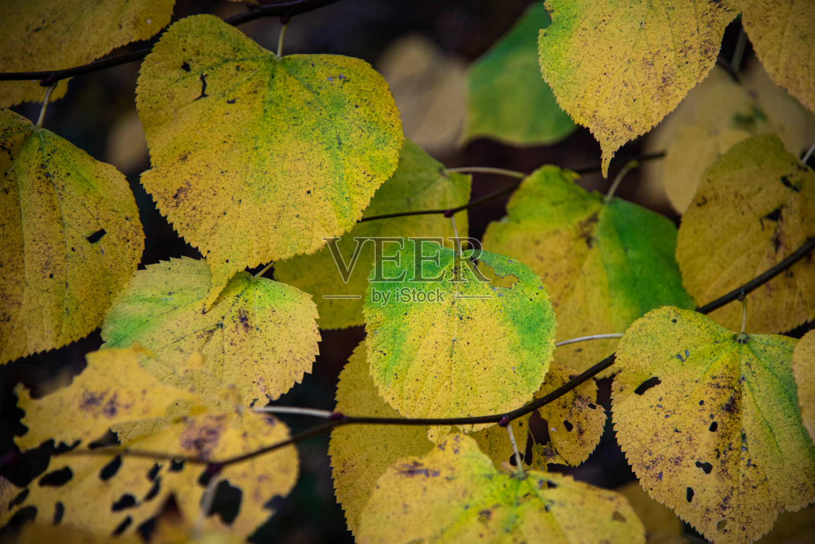 英国西苏塞克斯郡，公园里树上的黄色秋叶。照片摄影图片