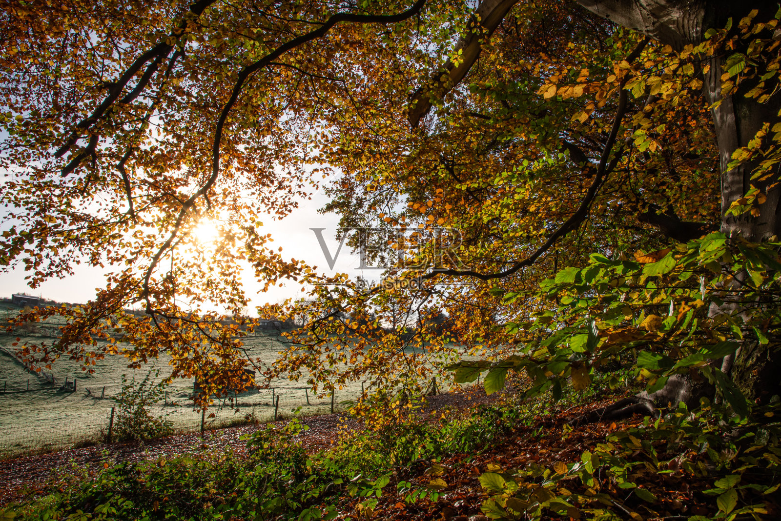 阳光透过树在一个公园，西苏塞克斯，英国秋天的黄色色彩照片摄影图片