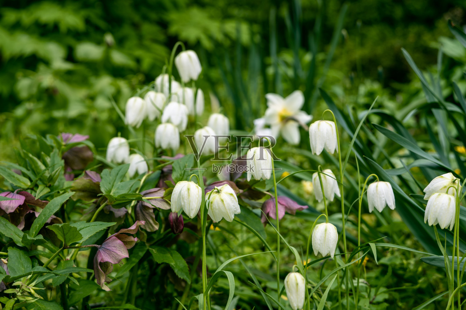 贝母在春天的花园里开花照片摄影图片