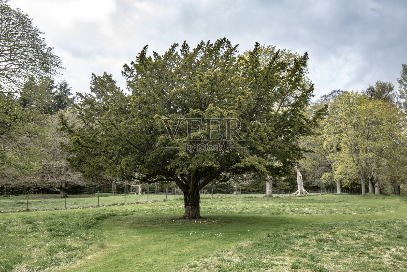 乡下的孤树。照片摄影图片