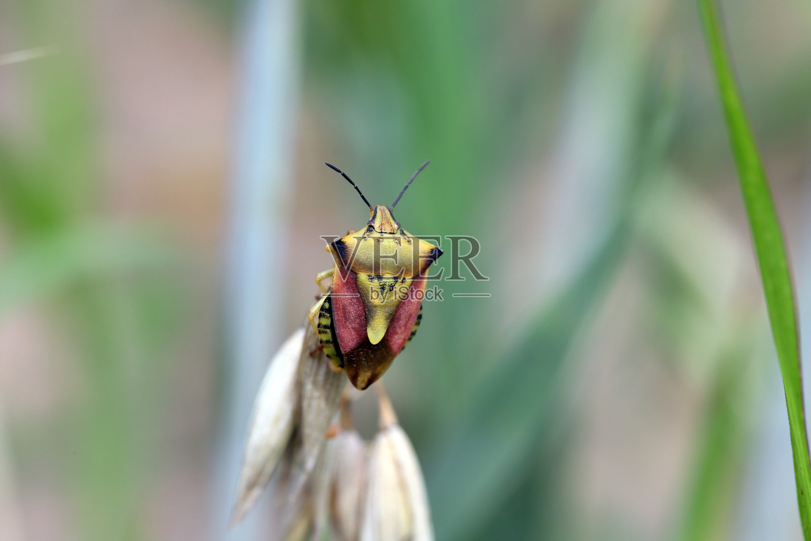 盾牌虫，长尾小虫。栖息在谷物茎上的昆虫。照片摄影图片