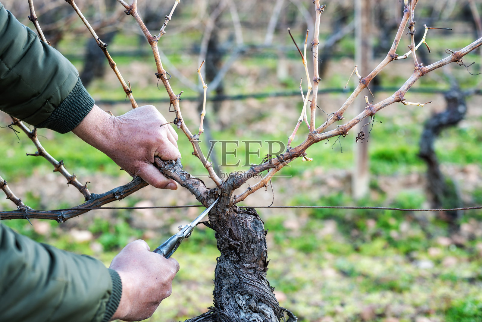 农夫在冬天修剪葡萄树。农业。照片摄影图片