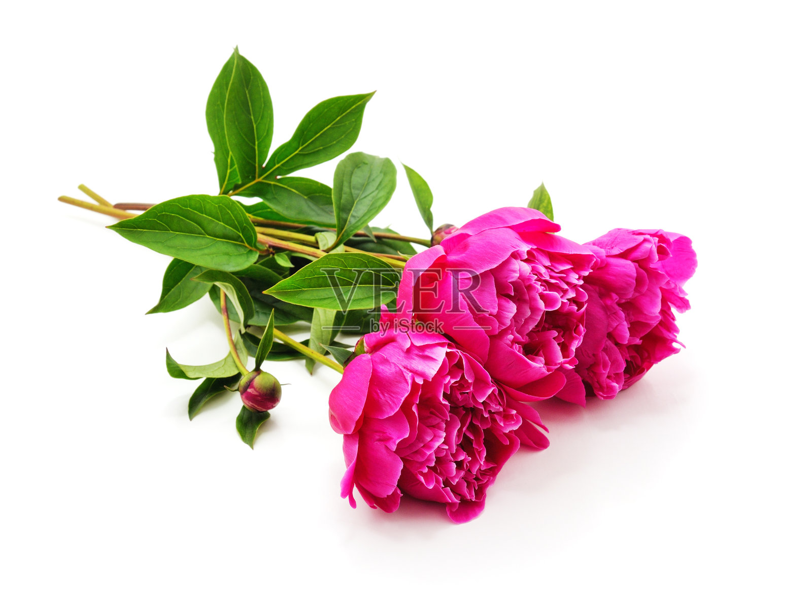 一束牡丹。照片摄影图片