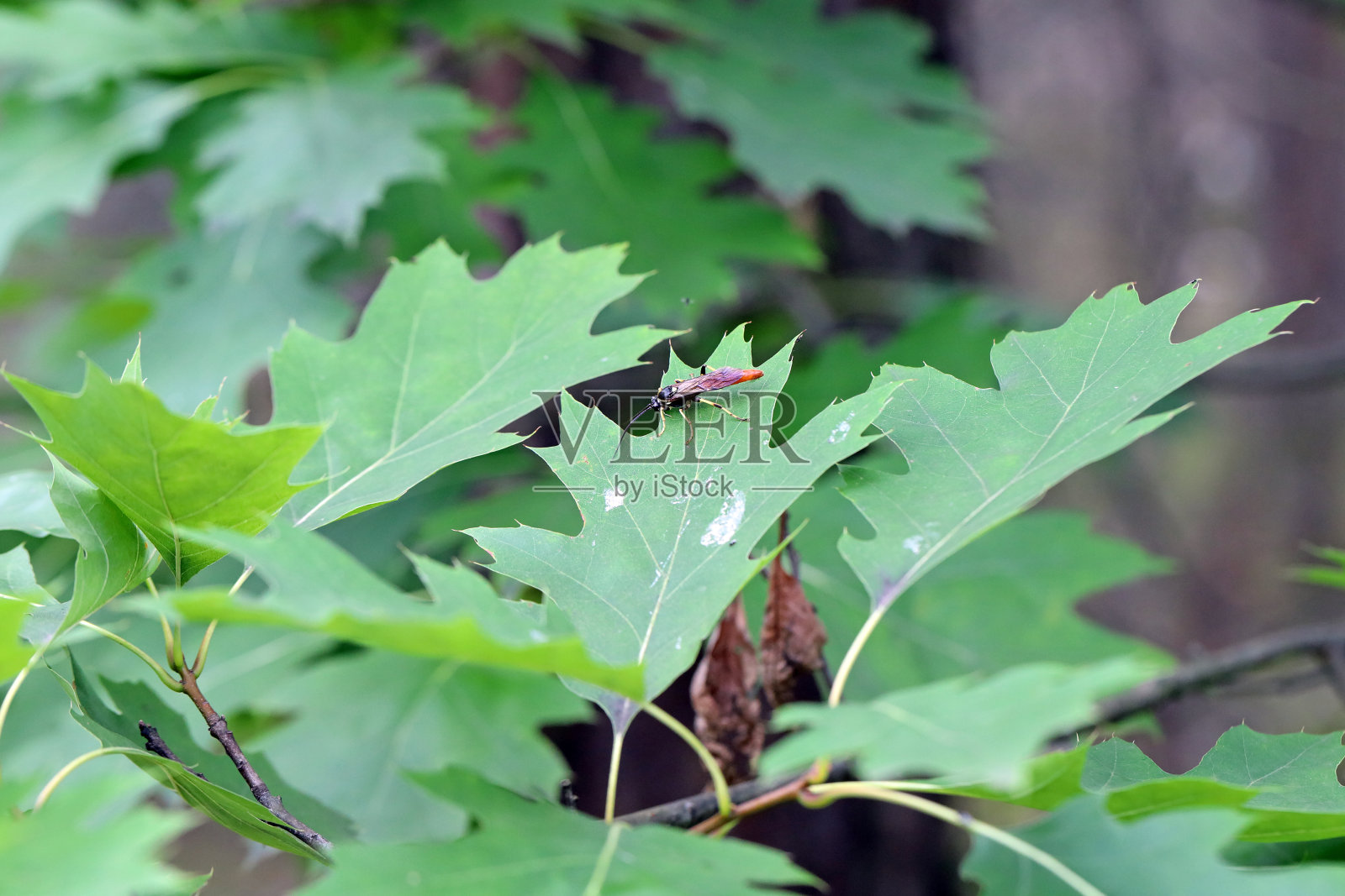 红橡树叶上姬蜂科膜翅目昆虫。这些是已知的植物害虫的拟寄生物。照片摄影图片