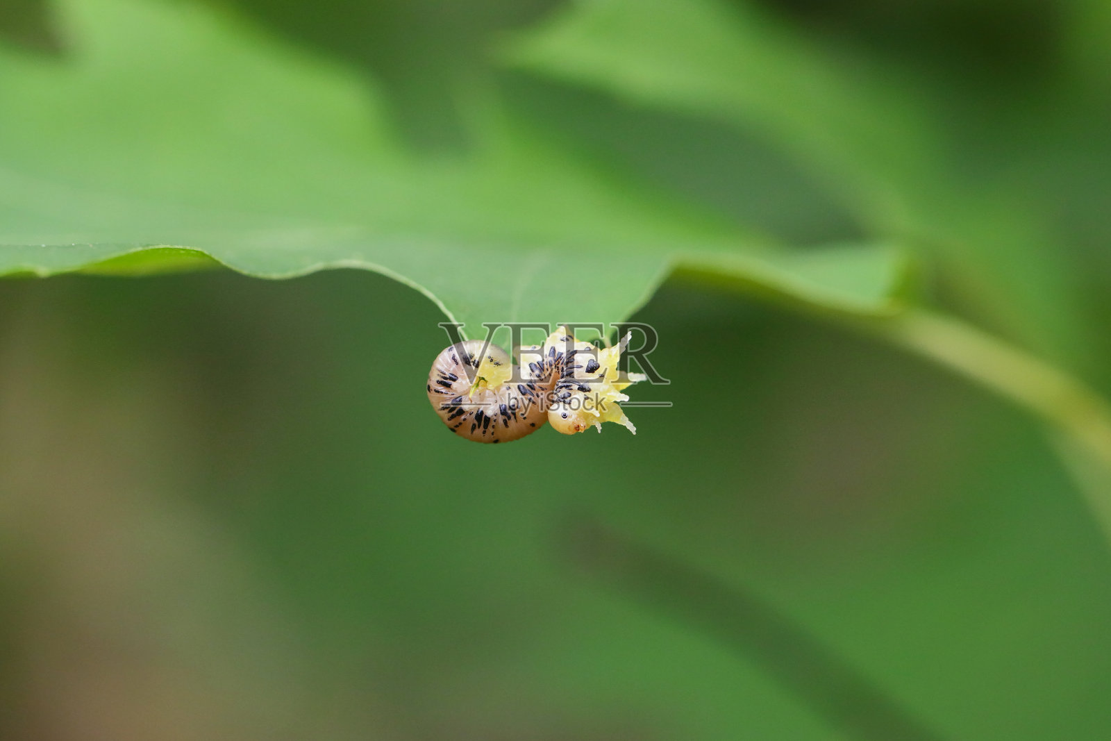 斑点锯蝇幼虫在红栎树的叶子上觅食。照片摄影图片