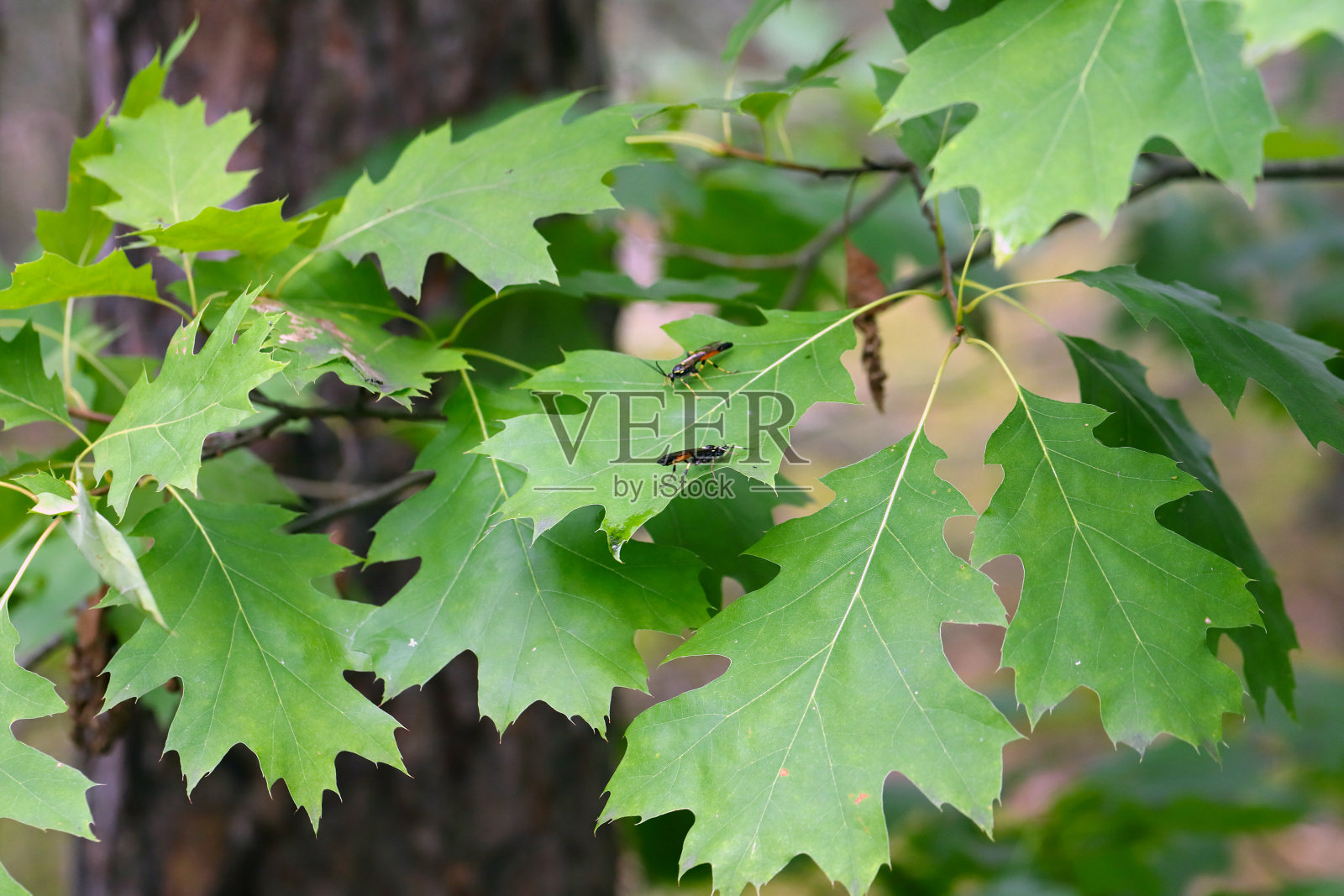 红橡树叶上姬蜂科膜翅目昆虫。这些是已知的植物害虫的拟寄生物。照片摄影图片