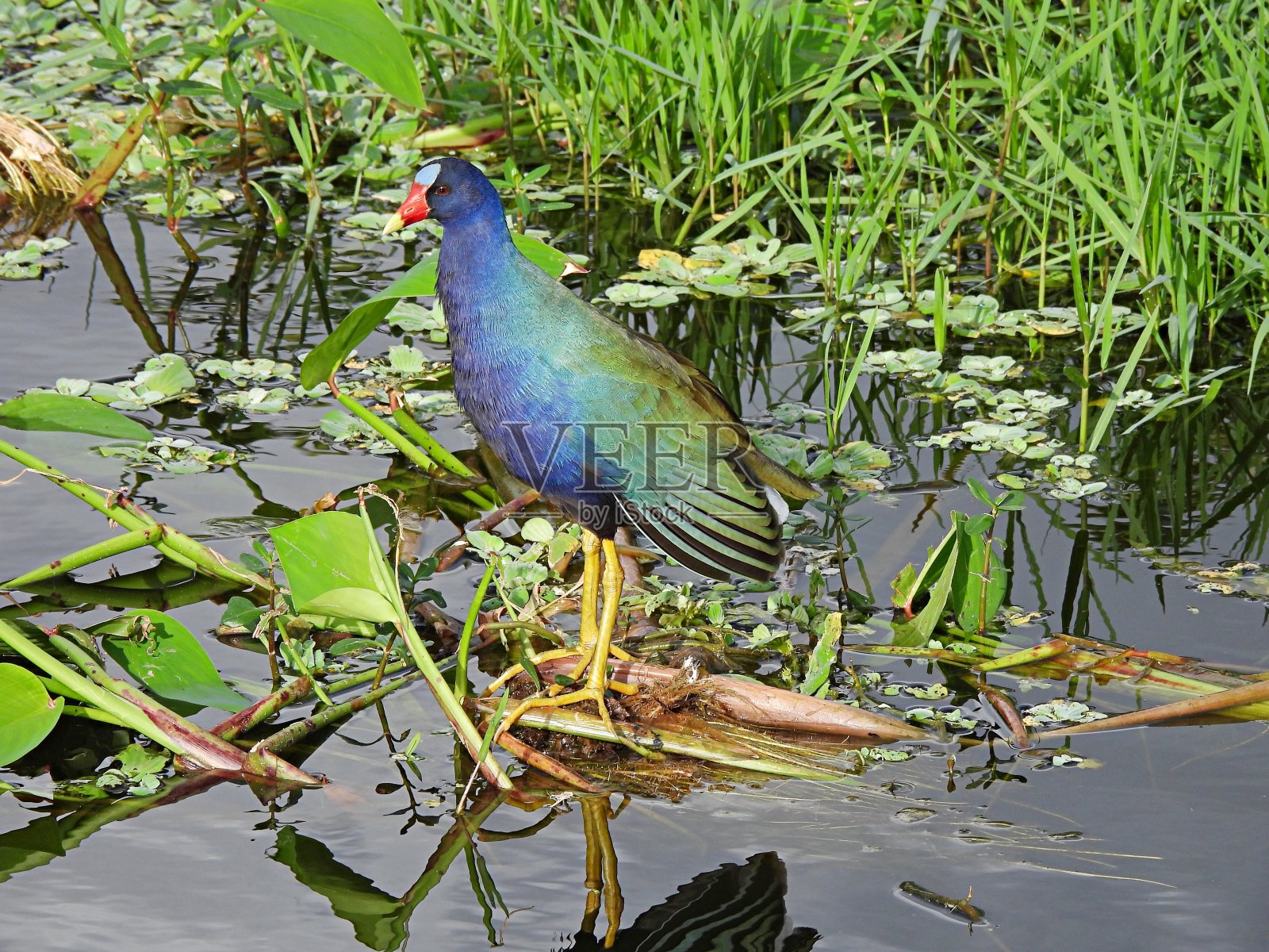 紫鸡栖息在水生植物上照片摄影图片