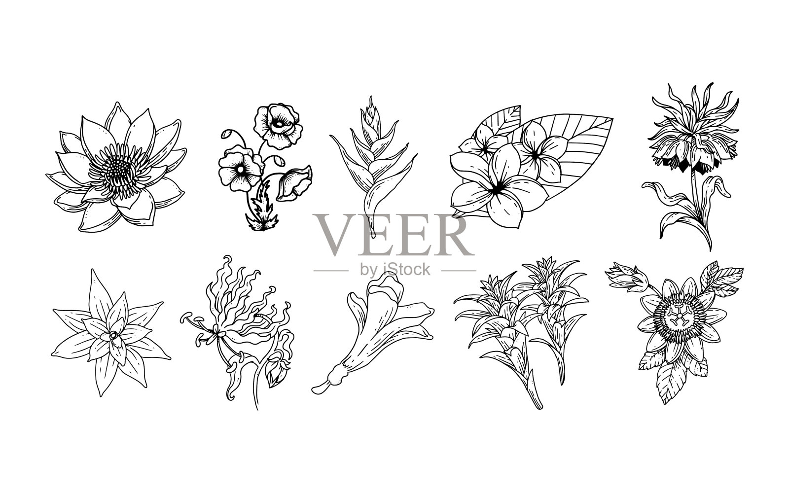 一套手绘花卉元素为您的设计插画图片素材